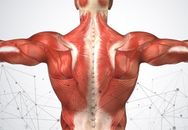 болки во мускулите по должината на 'рбетот